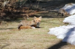 March29,-2011-Foxes-016